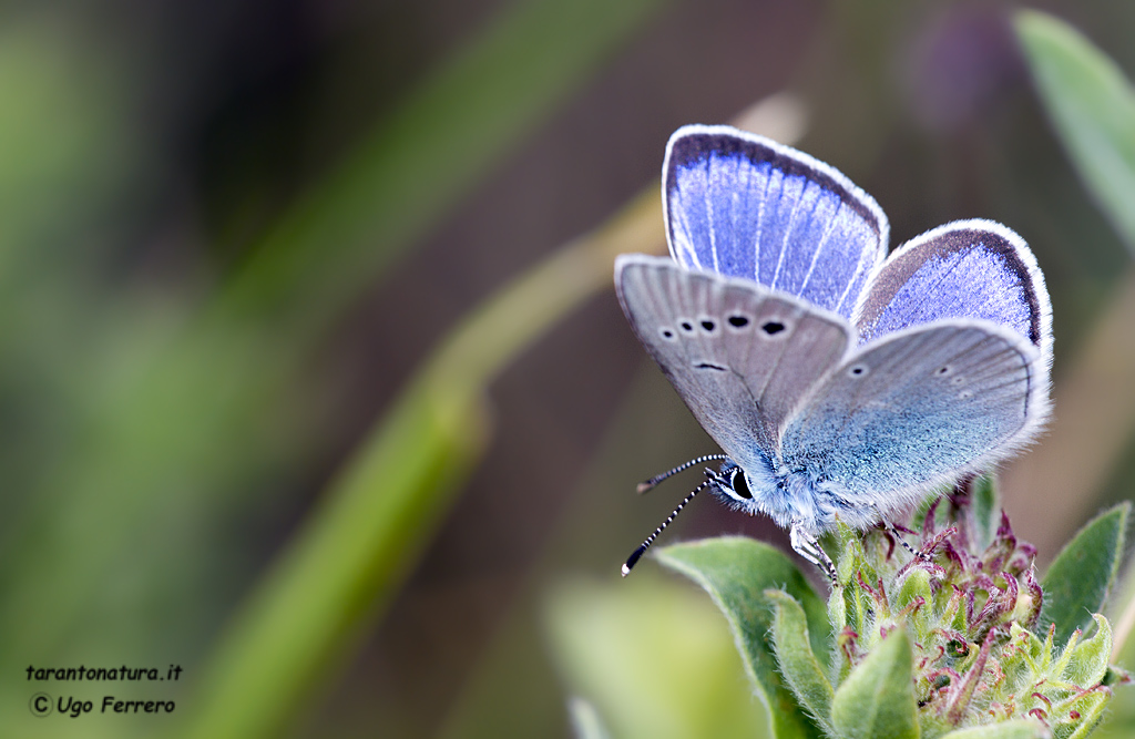 Identificazione licenide, grazie !